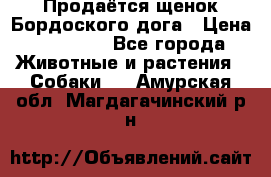 Продаётся щенок Бордоского дога › Цена ­ 37 000 - Все города Животные и растения » Собаки   . Амурская обл.,Магдагачинский р-н